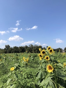 A field of sunflowers under a blue sky, symbolizing renewable energy sources.