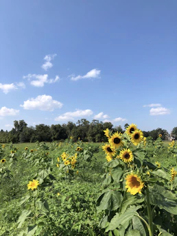 Sunflower fields under a clear blue sky, symbolizing fresh sunflower oil.
