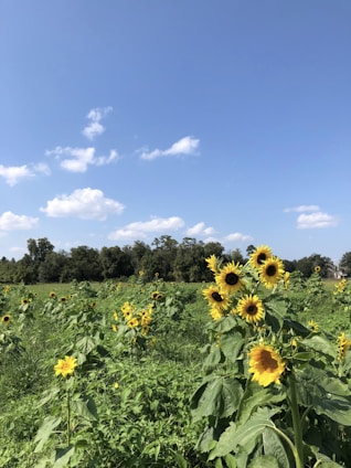 Sunflower fields under a bright blue sky with bottles of golden sunflower oil in the foreground