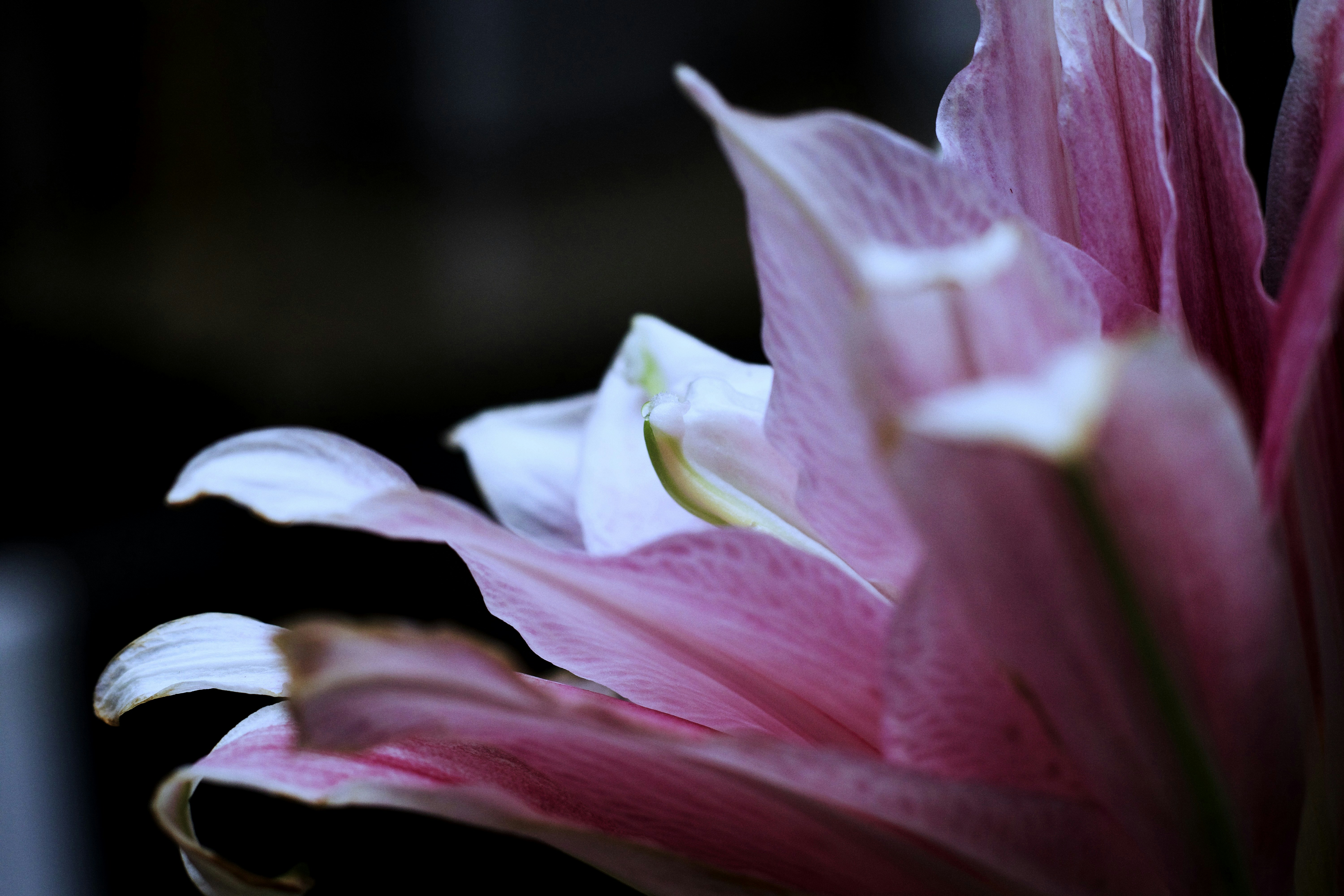 Photo by mrperfect229