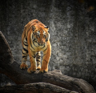 tiger on brown wooden log