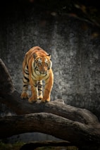 A majestic tiger stands atop a large piece of curved, textured wood, with a focused and calm demeanor. Its orange fur is accented by striking black stripes, and its eyes are prominently sharp and intense. The background consists of a stone or concrete wall with a slightly weathered appearance, enhancing the wild atmosphere.