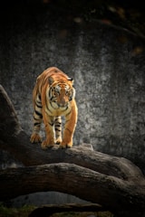 tiger on brown wooden log