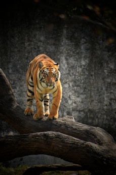 A majestic tiger stands atop a large piece of curved, textured wood, with a focused and calm demeanor. Its orange fur is accented by striking black stripes, and its eyes are prominently sharp and intense. The background consists of a stone or concrete wall with a slightly weathered appearance, enhancing the wild atmosphere.