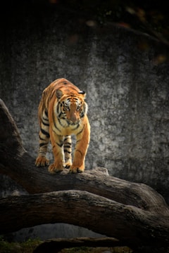 tiger on brown wooden log
