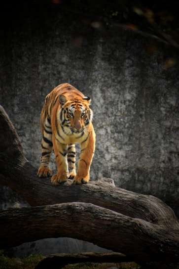 A sleek tigress poised in a dynamic stance, symbolizing focused strength and sharp intelligence.