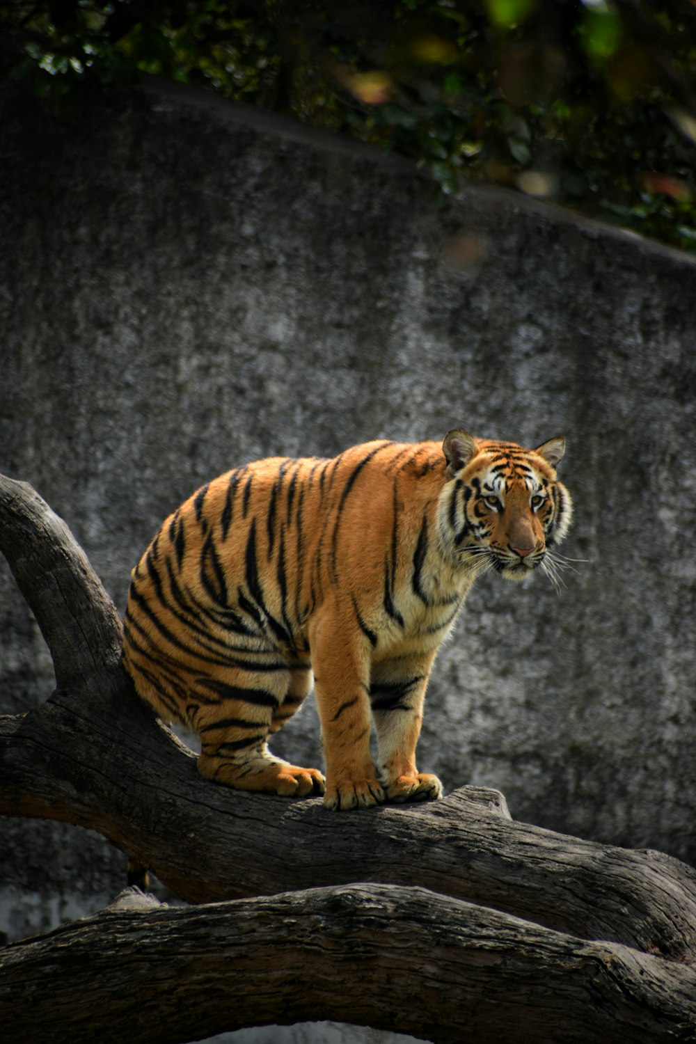 tiger on brown tree log
