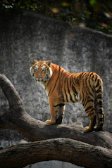 A group demonstrating the tiger stance, muscles tense and courage evident in their posture against a forest backdrop.