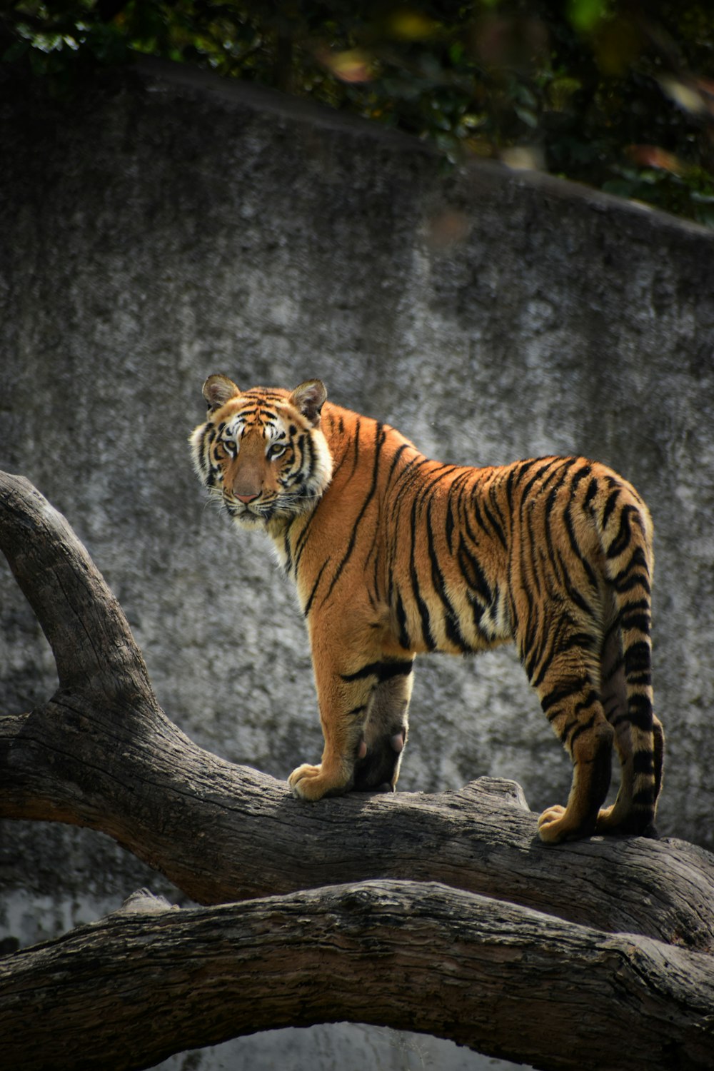 tigre su tronco d'albero marrone