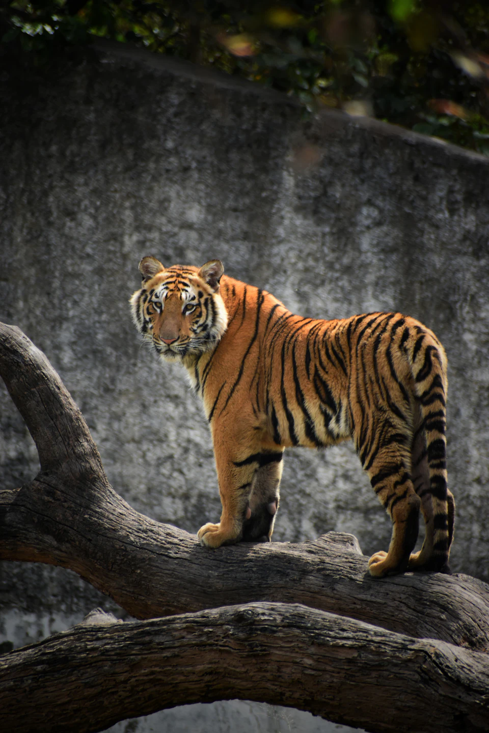 Pench tiger reserve, Madhya Pradesh