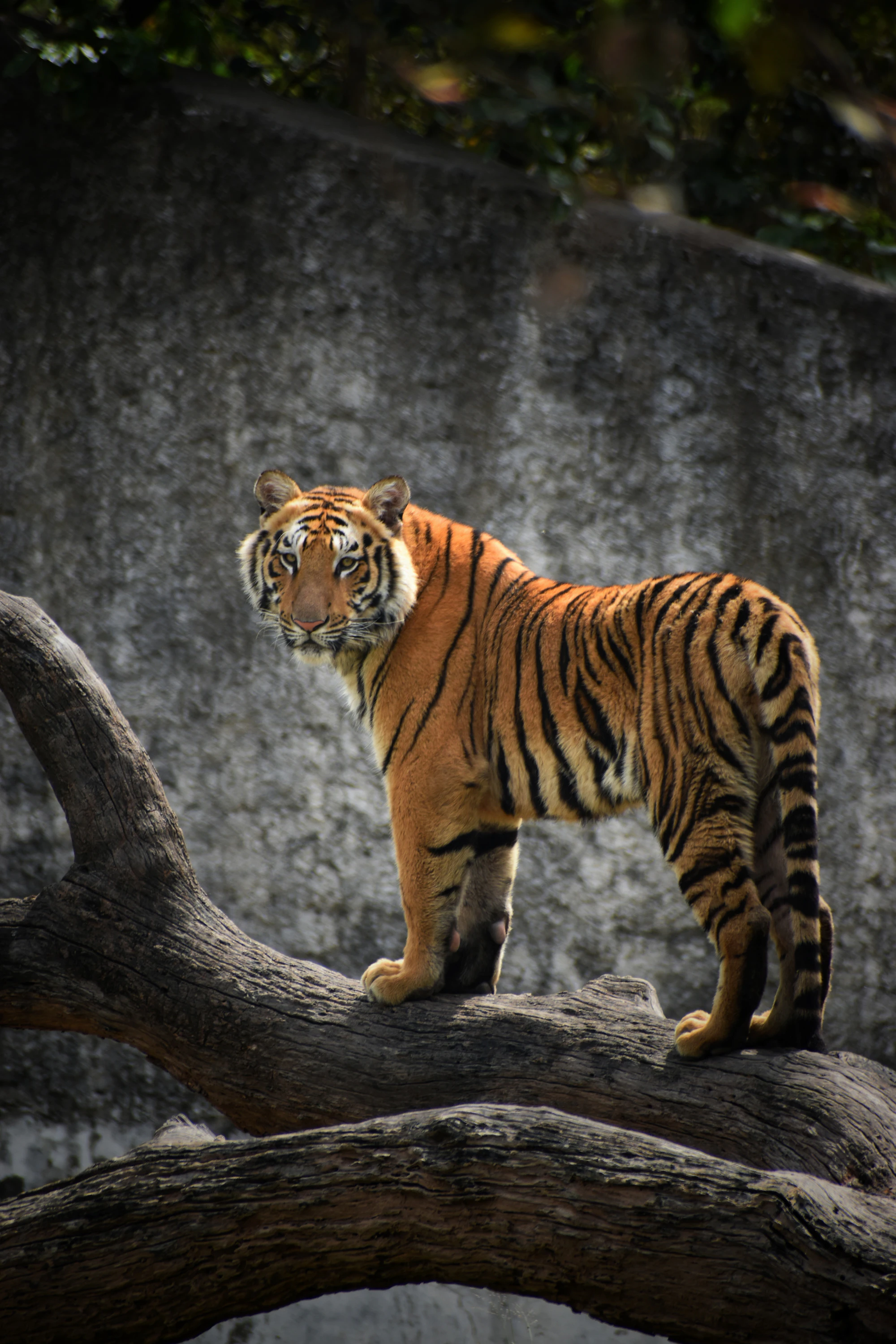 Ranthambore tour packages