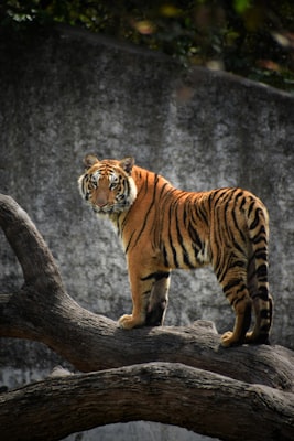 Bengal Tiger in Simlipal, Odisha