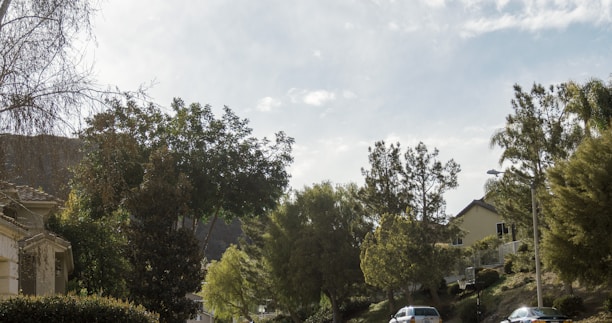 A cozy neighborhood street in Jacksonville with lush greenery and sunny blue skies.