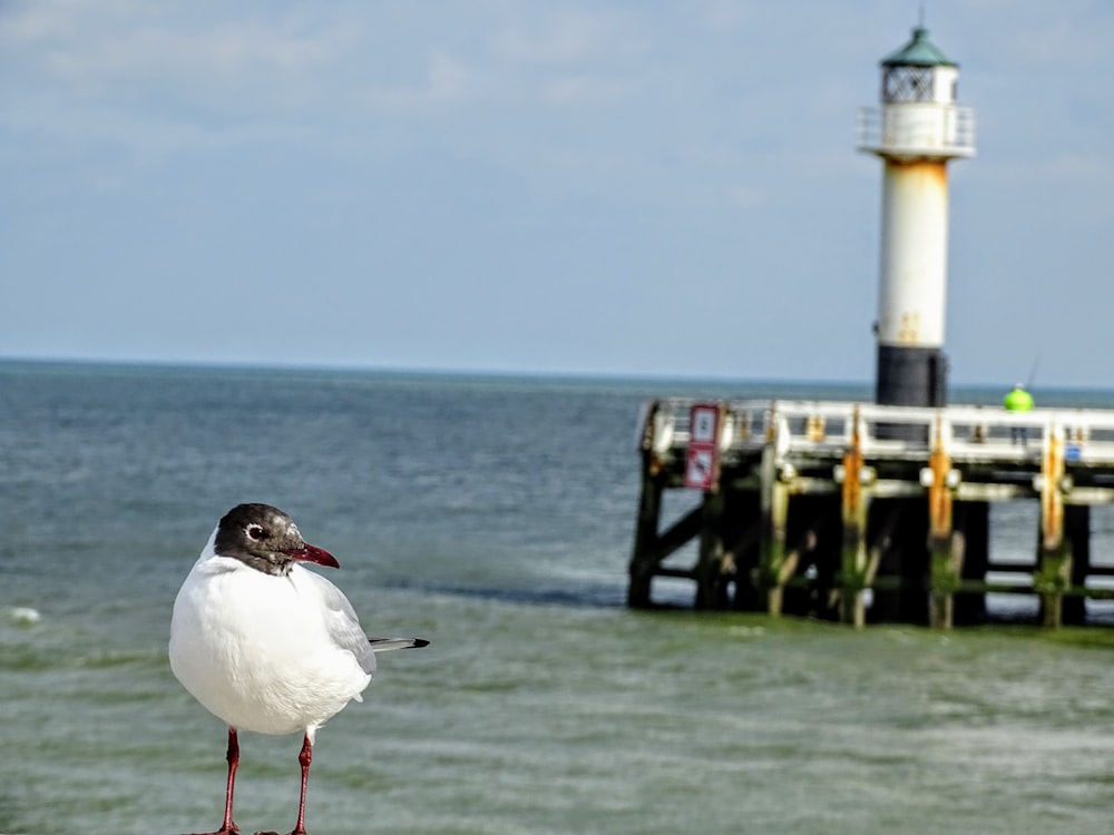 white and black bird on brown wooden dock during daytime