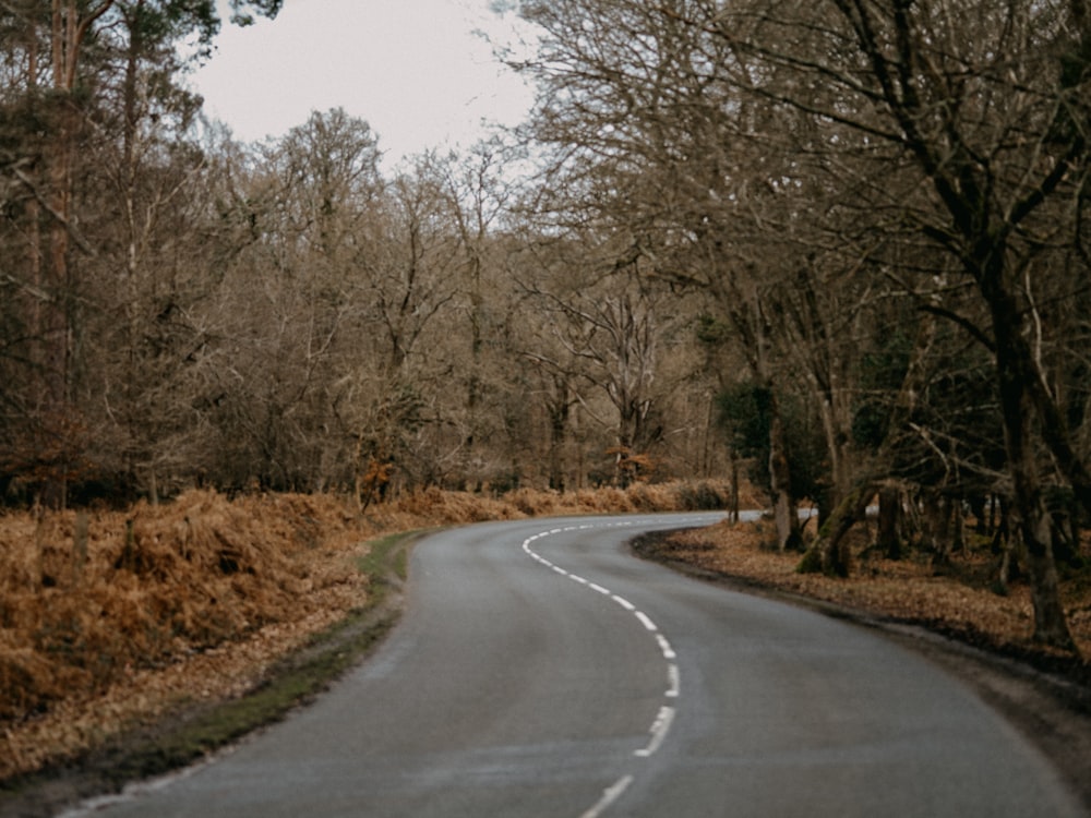 gray asphalt road between brown trees during daytime