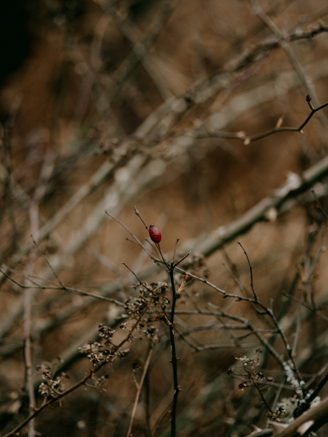 red flower buds in tilt shift lens