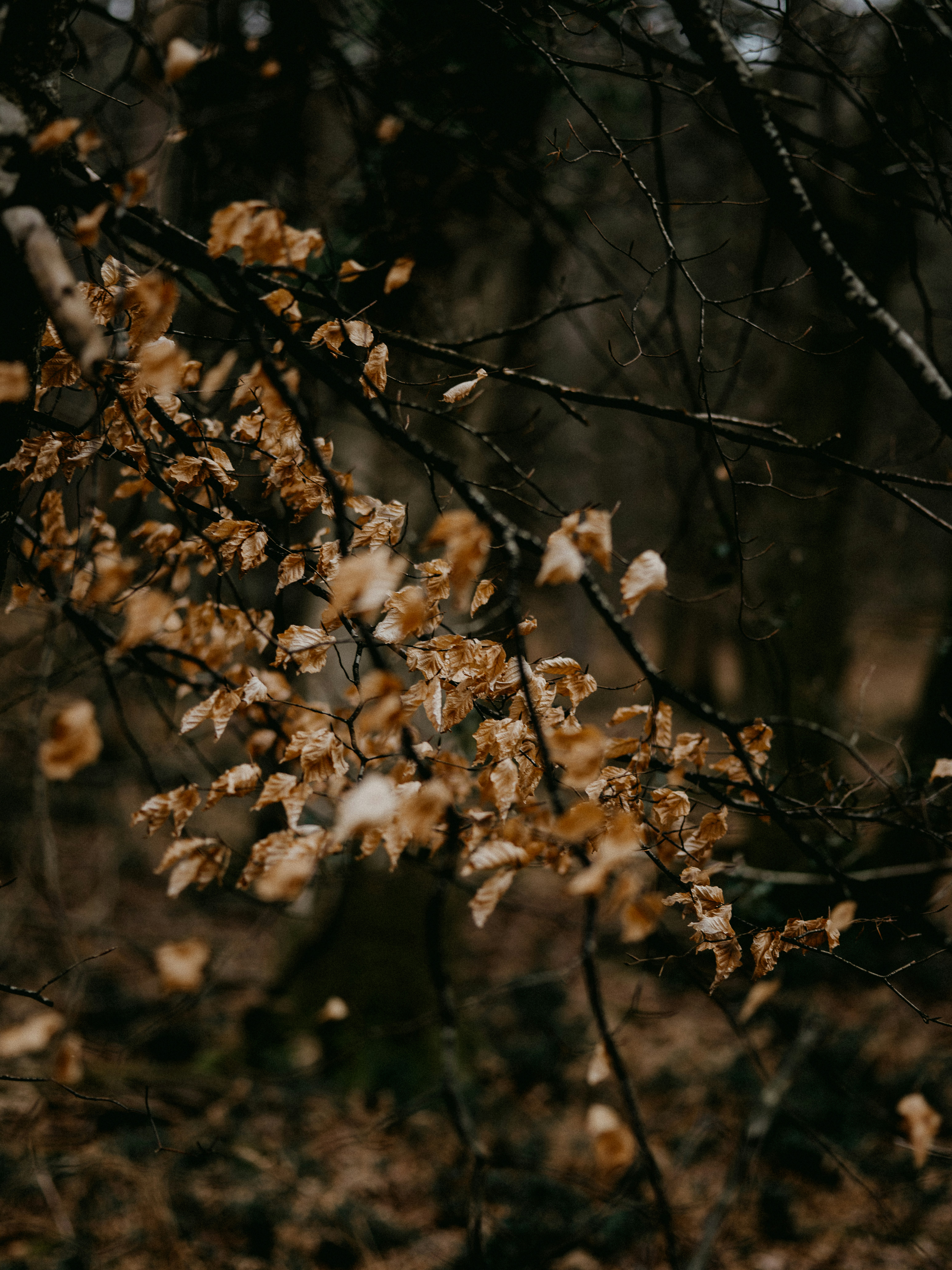 Photo by anniespratt