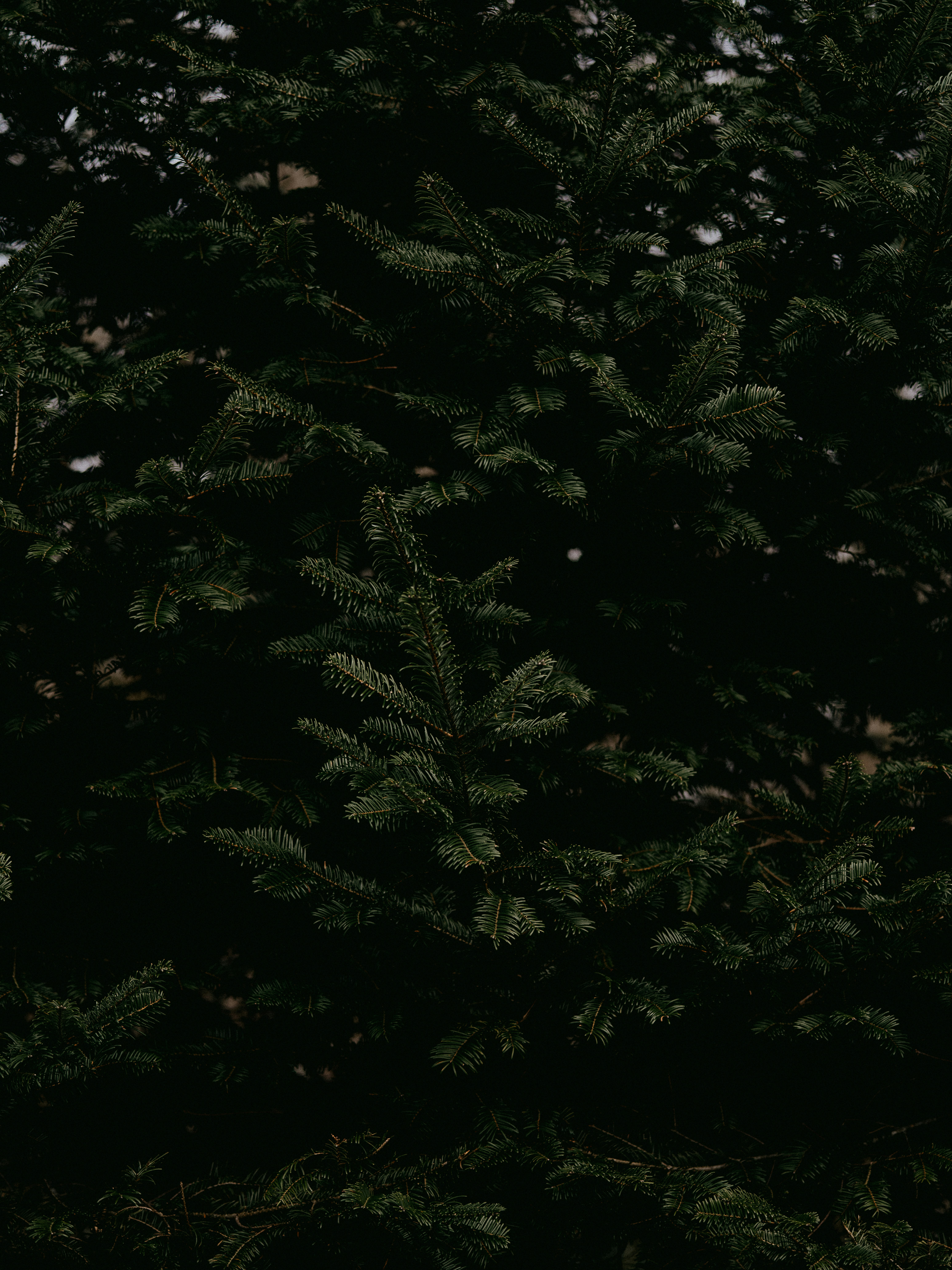 Photo by anniespratt