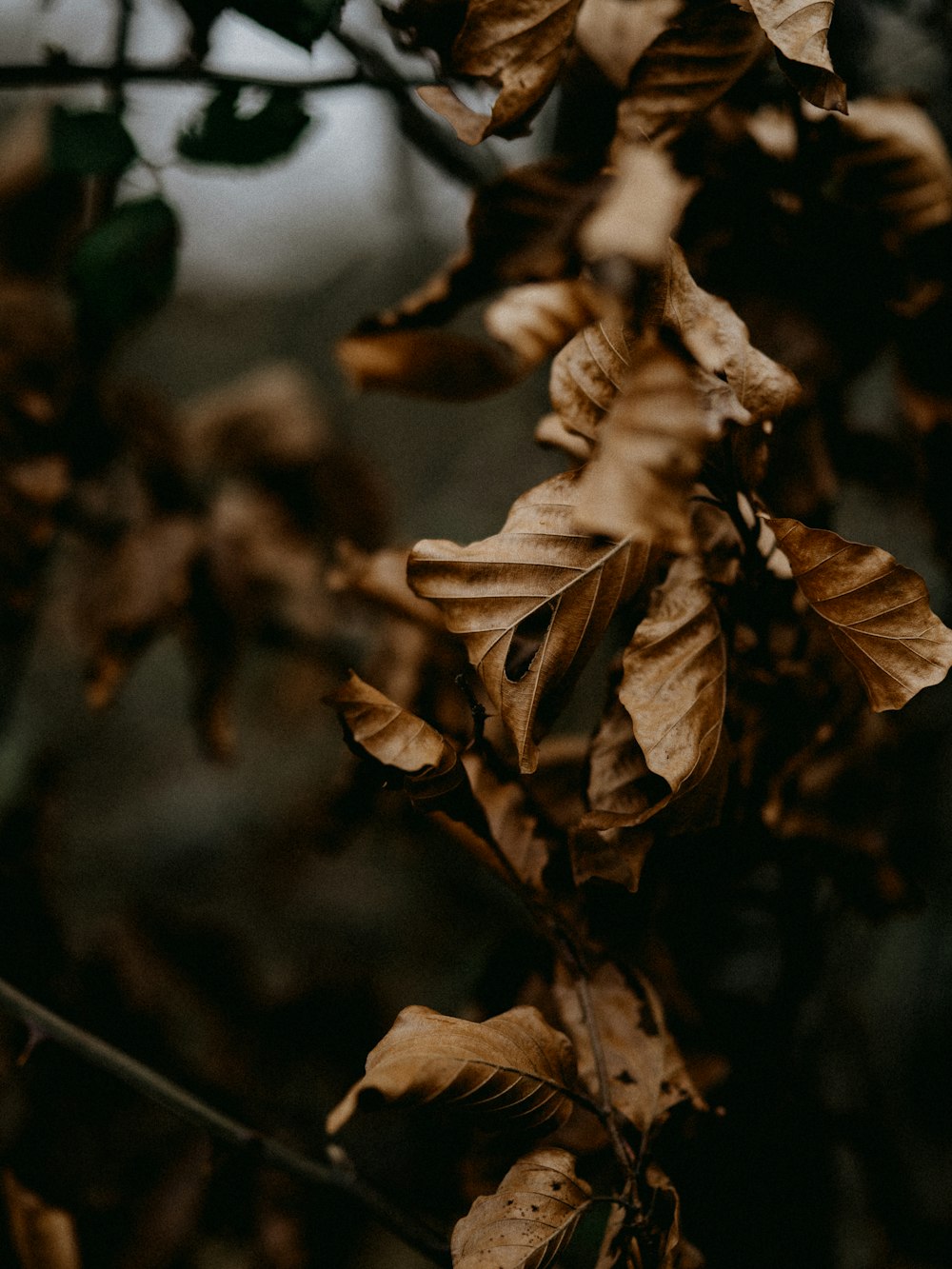 brown dried leaves in close up photography