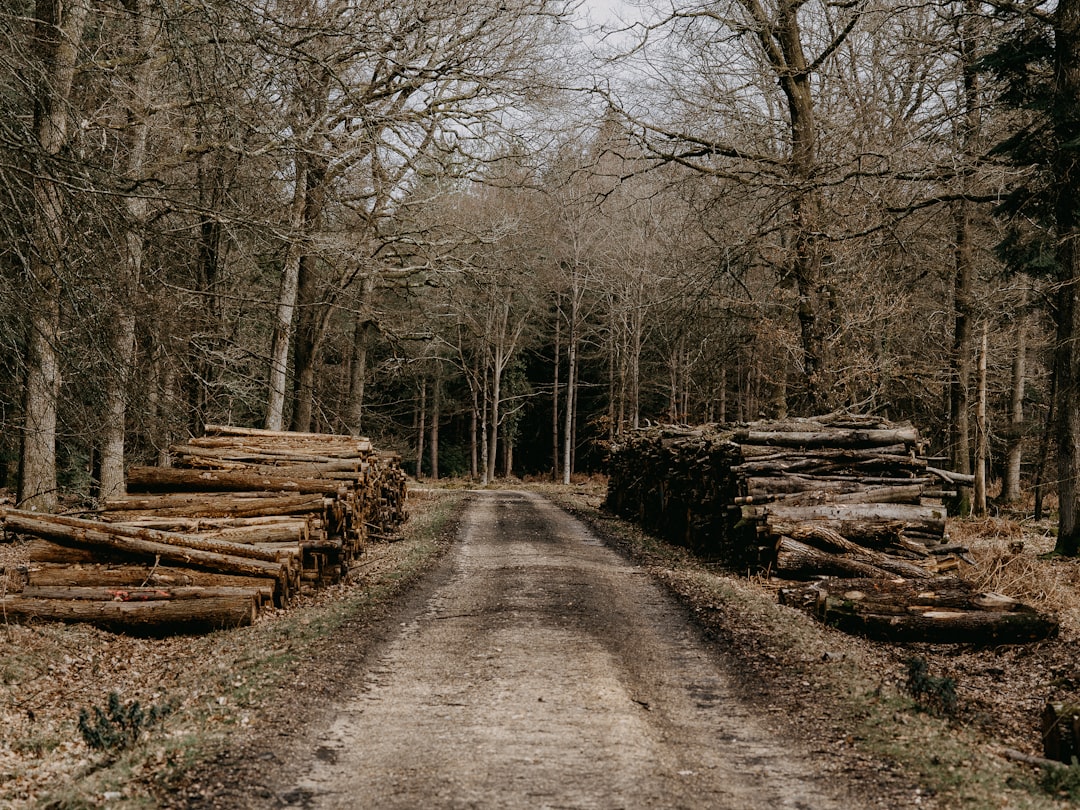 brown wooden logs on brown dirt road