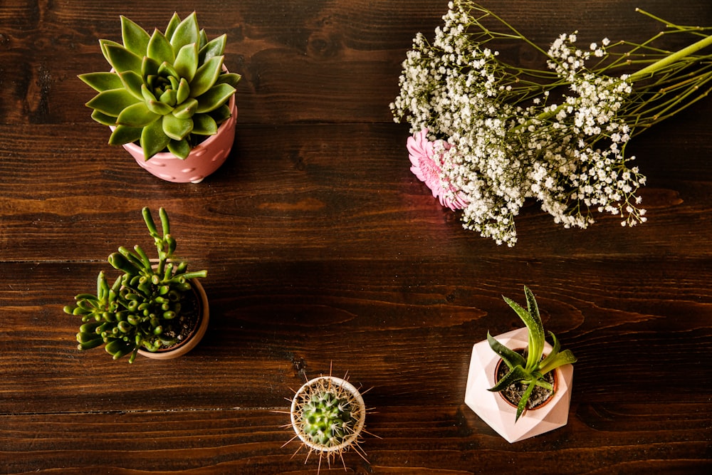 green succulent plant on brown wooden table