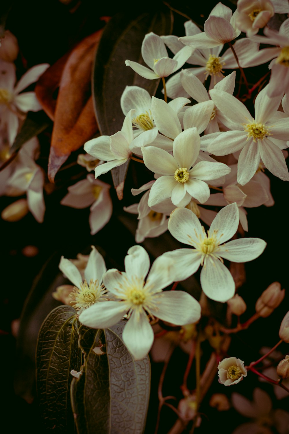 white and purple flower in close up photography