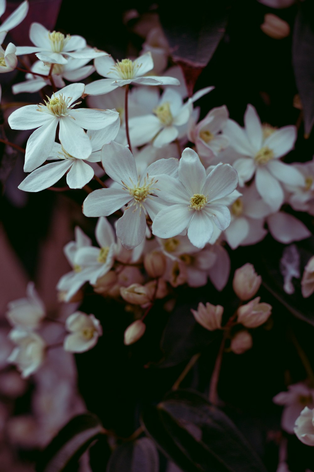 white flowers in tilt shift lens