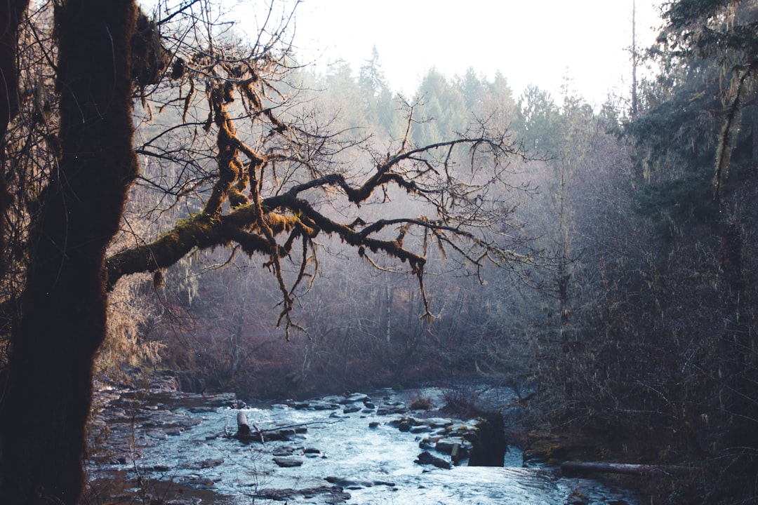 river in the middle of forest