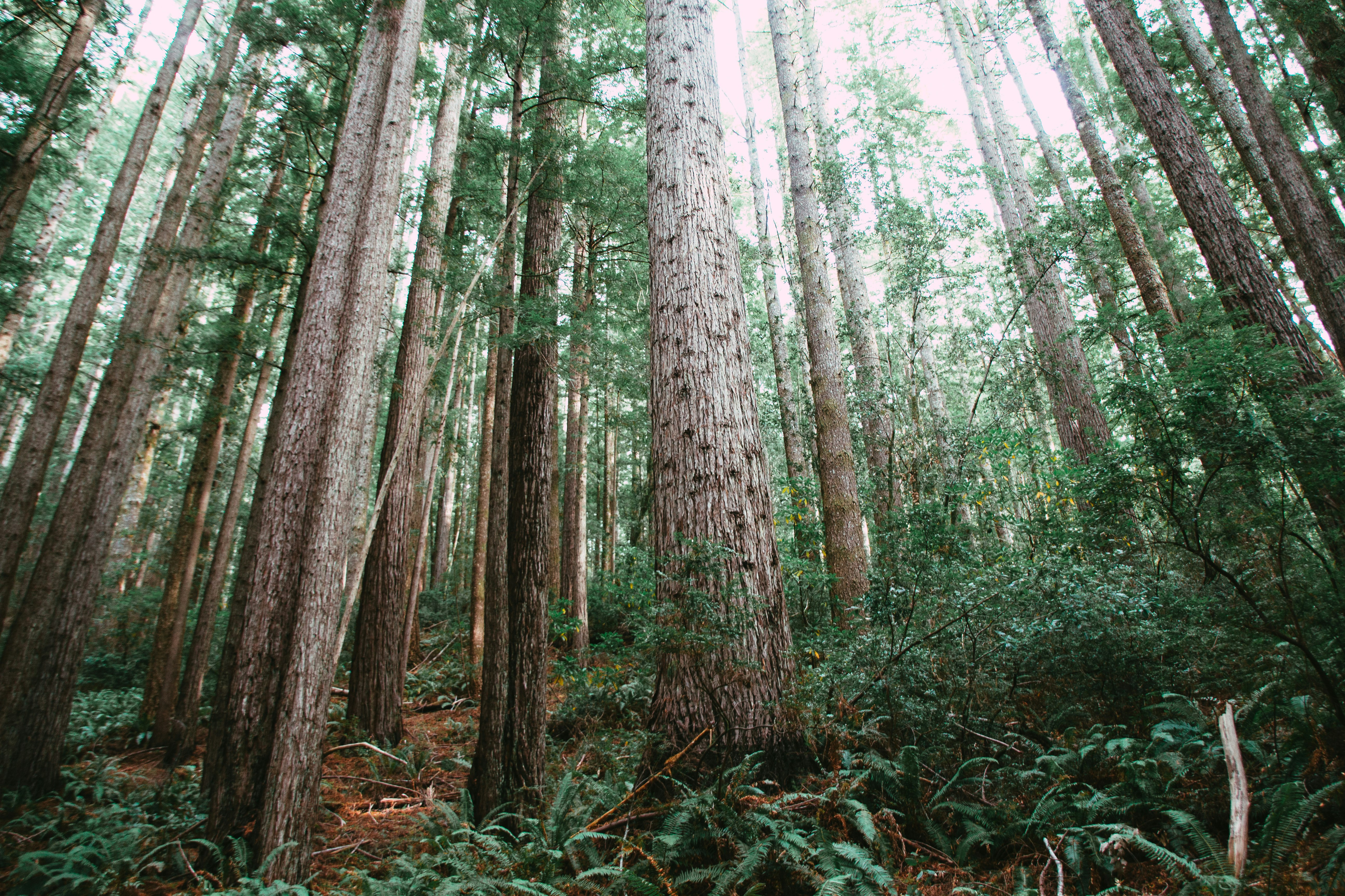 brown trees with green leaves