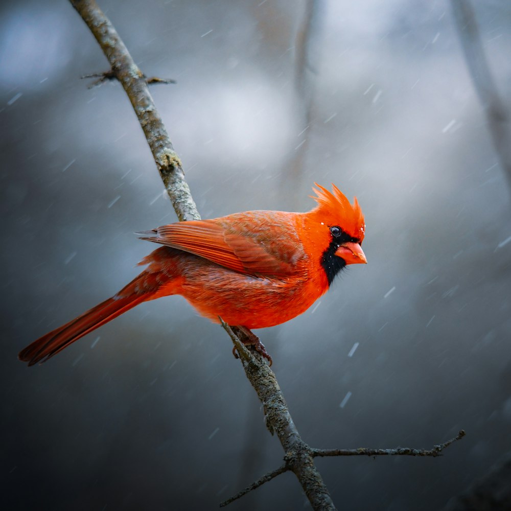 orange bird on brown tree branch