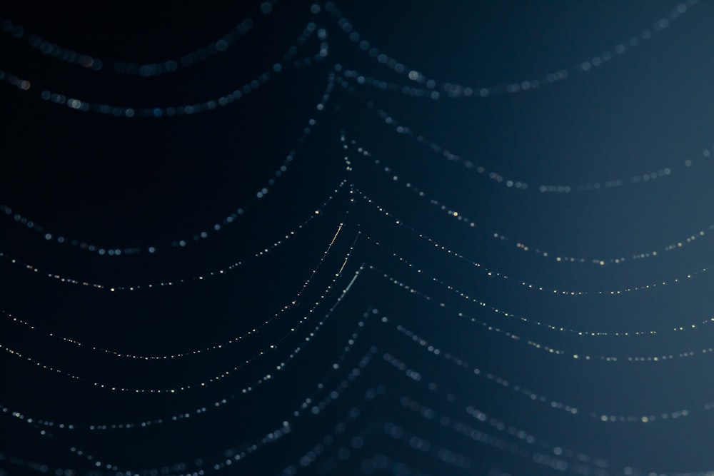 water droplets on spider web in close up photography