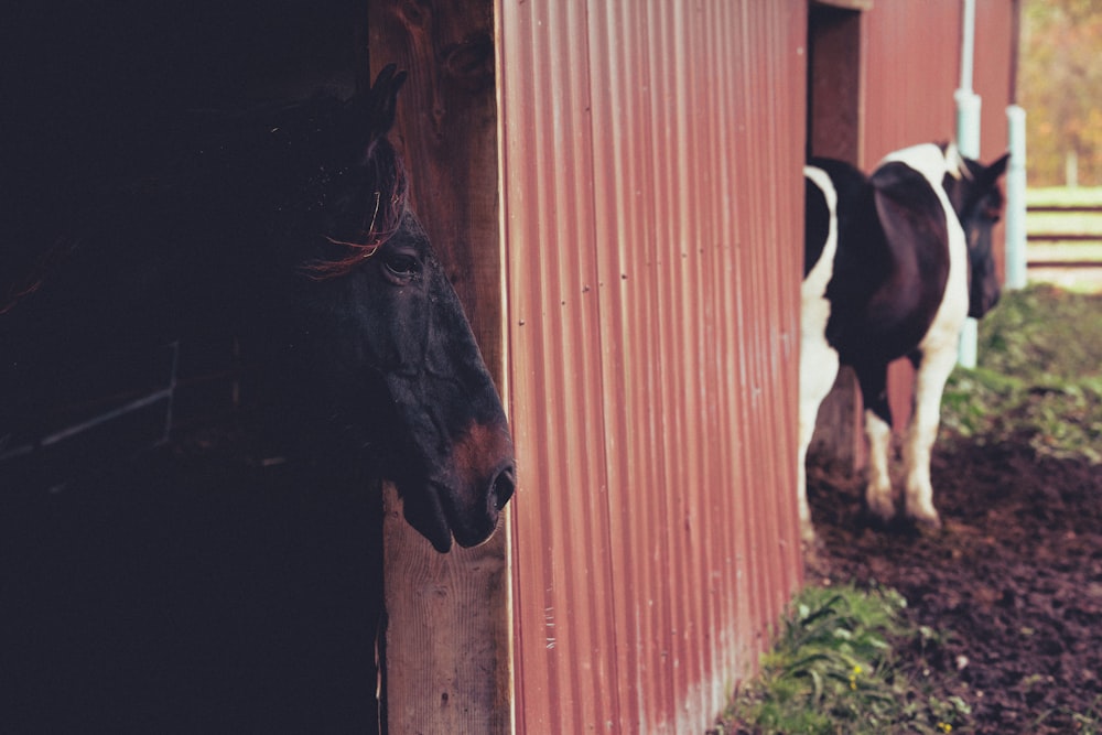 cavalo preto comendo grama ao lado de cerca de madeira marrom durante o dia