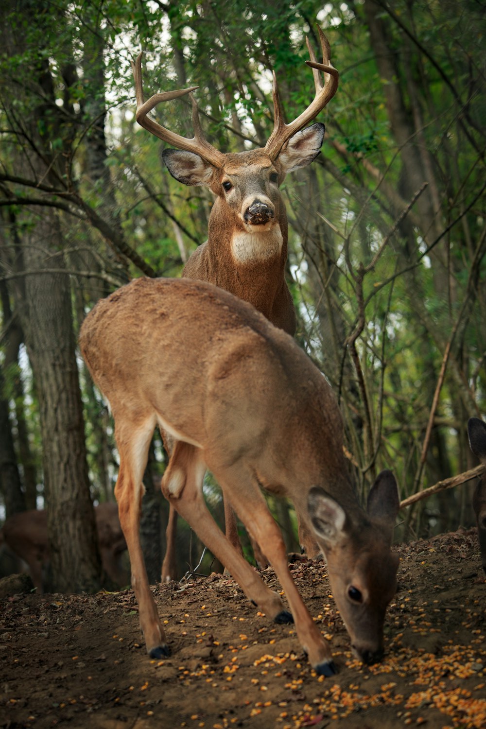 brown deer standing on forest during daytime