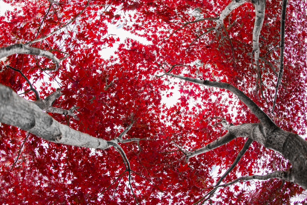 red leaf tree during daytime