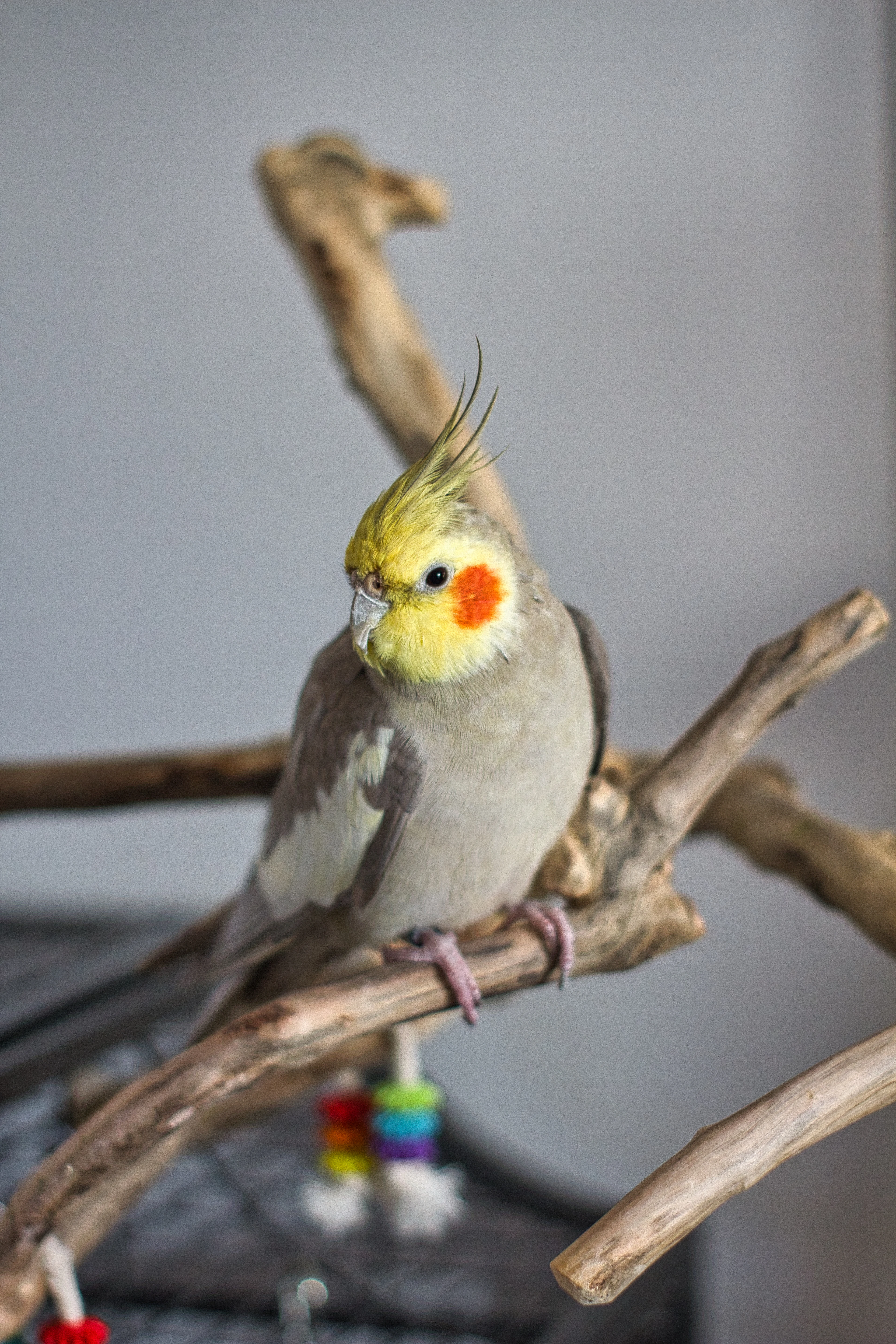 Grey and yellow cockatiel perched on a branch