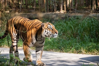 A tiger walking on a paved path surrounded by lush green grass and trees. The tiger's bold orange and black stripes stand out vividly against the natural backdrop. Sunlight filters through the foliage, highlighting the tiger’s muscular build as it moves gracefully.