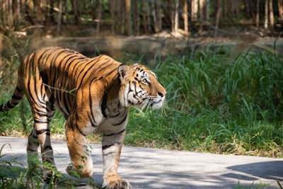 A tiger walking on a paved path surrounded by lush green grass and trees. The tiger's bold orange and black stripes stand out vividly against the natural backdrop. Sunlight filters through the foliage, highlighting the tiger’s muscular build as it moves gracefully.