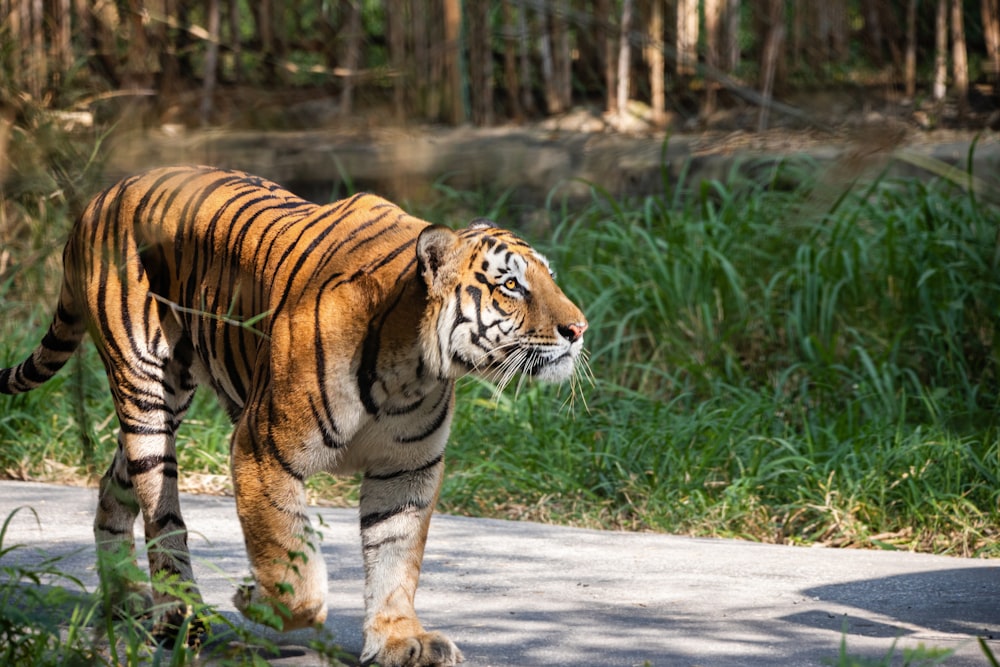 Tigre caminando por el camino de hormigón gris durante el día