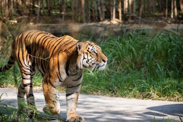 A tiger walking on a paved path surrounded by lush green grass and trees. The tiger's bold orange and black stripes stand out vividly against the natural backdrop. Sunlight filters through the foliage, highlighting the tiger&rsquo;s muscular build as it moves gracefully.