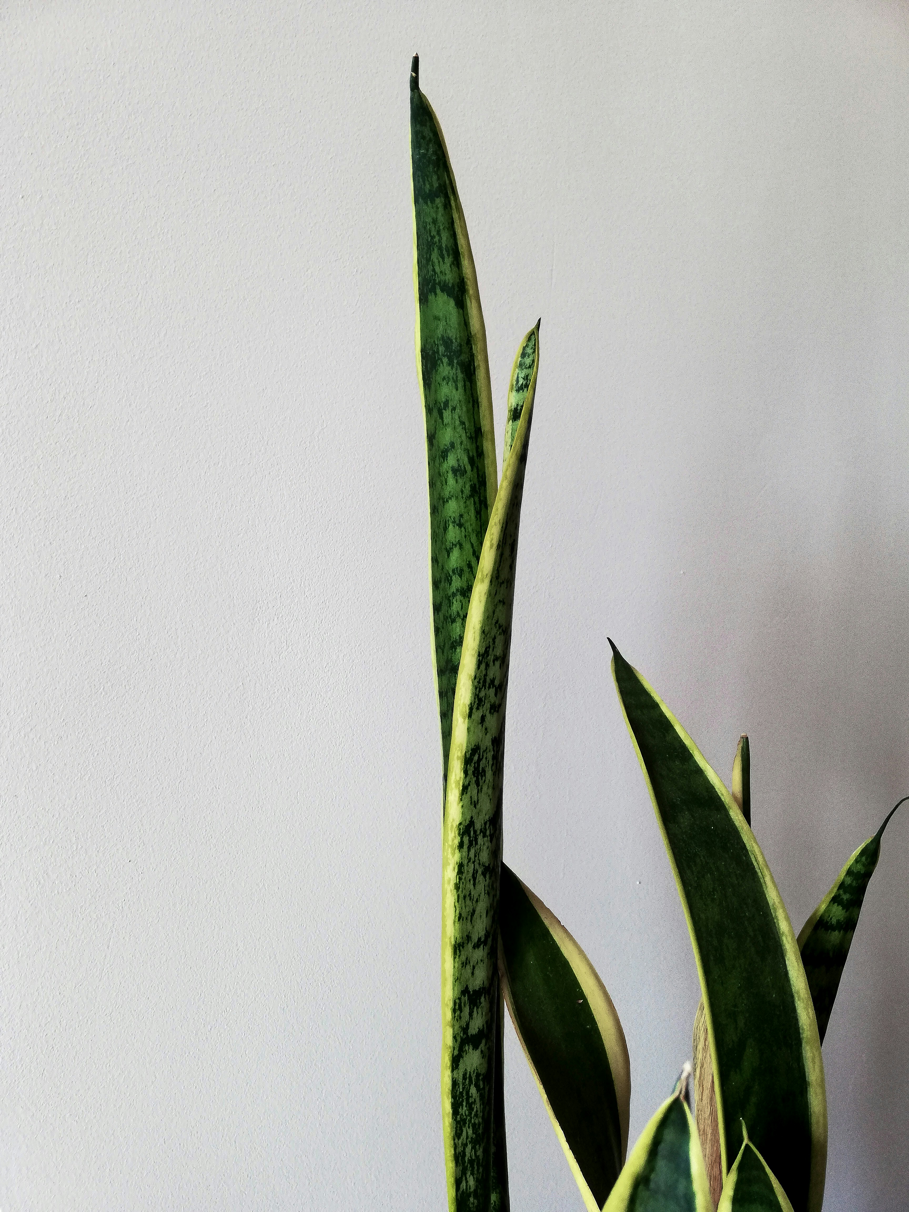 Photo by skyyellowcat