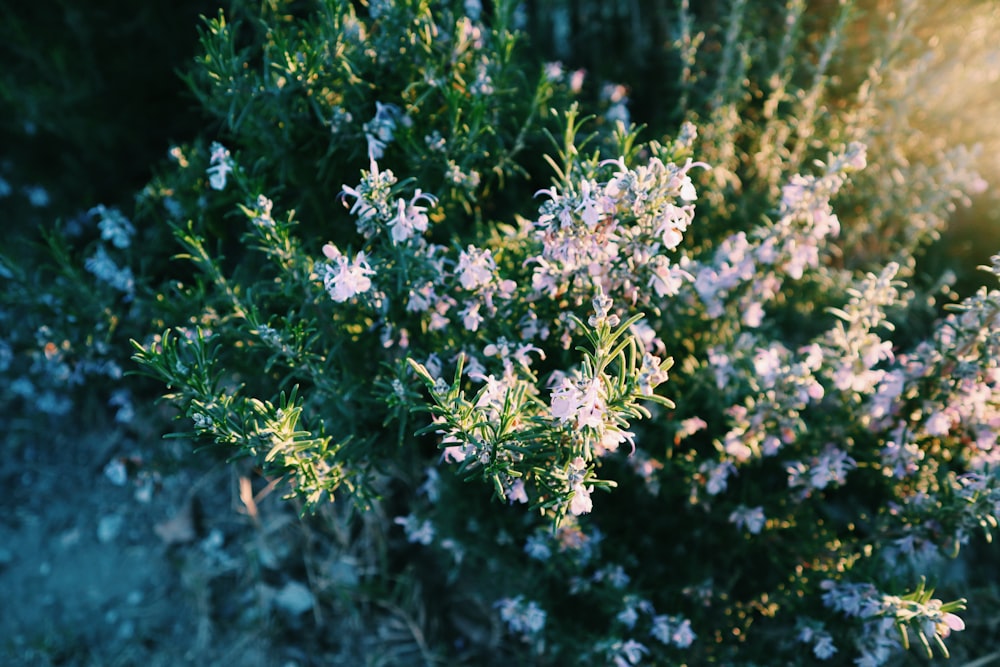 purple flowers in tilt shift lens