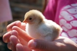 white chick on persons hand
