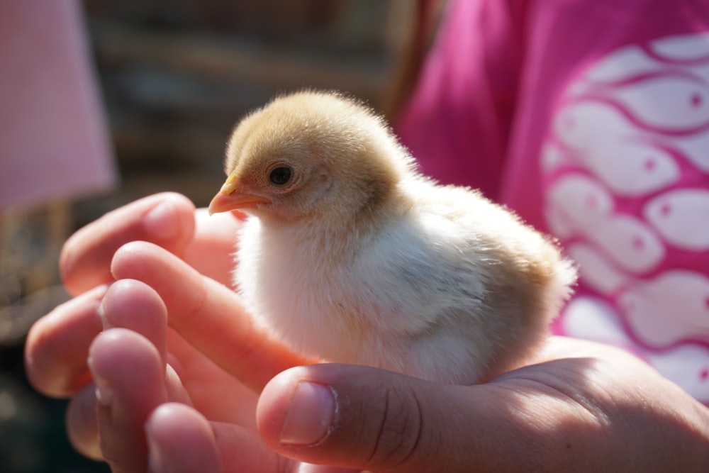 white chick on persons hand