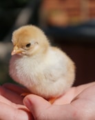 white chick on persons hand