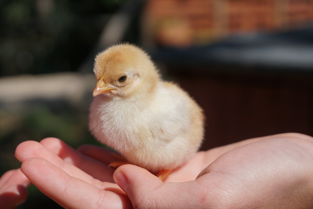 pollito blanco en la mano de las personas