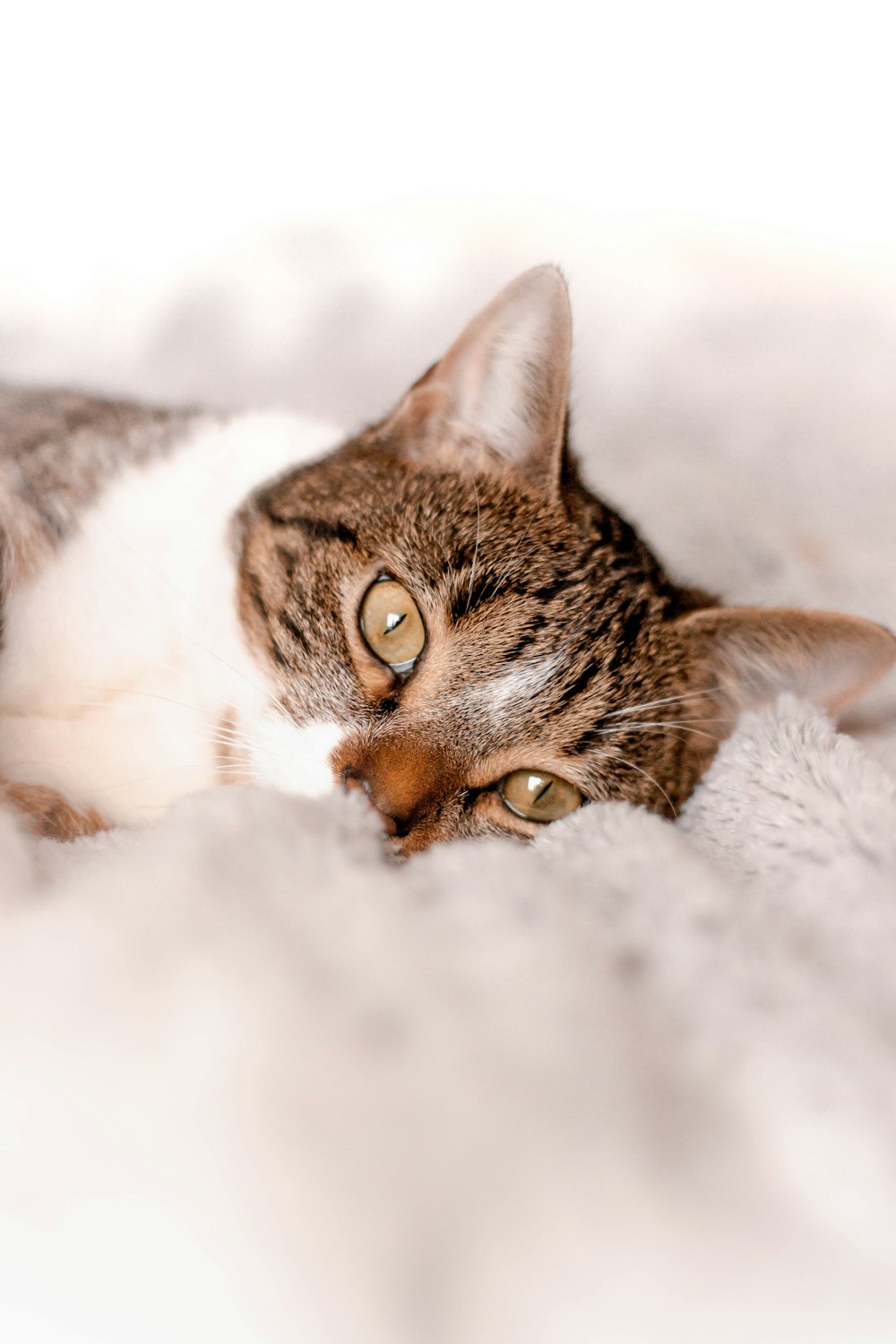 brown tabby cat on white textile