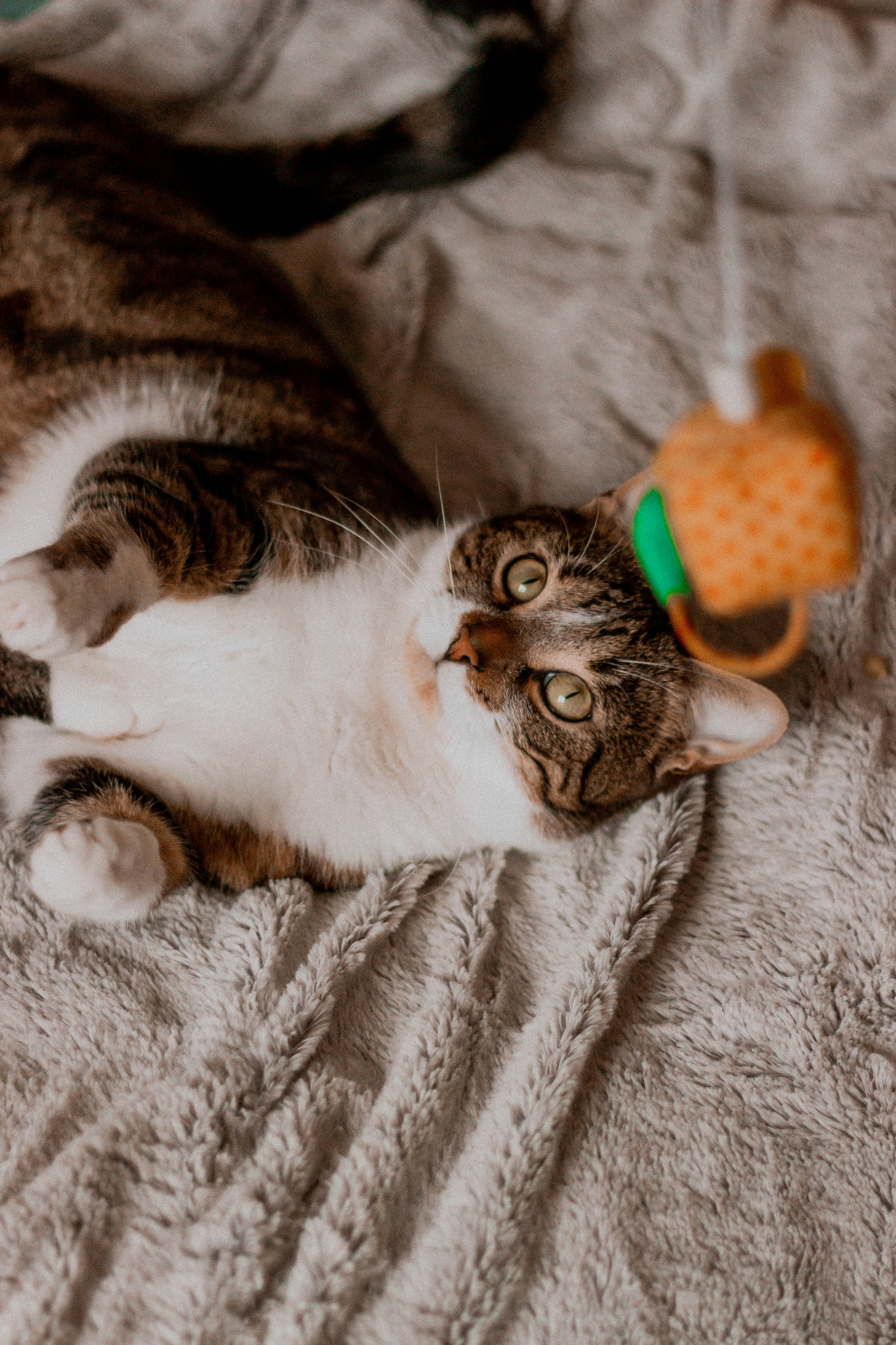 Jouet interactif pour chat
