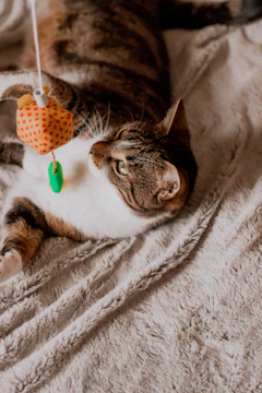 A playful cat with treats and a small toy on a soft blanket.