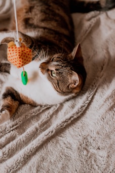 A tabby cat is lying on a soft, textured blanket while playing with a hanging toy shaped like a small cube with red polka dots and a green leaf attached.