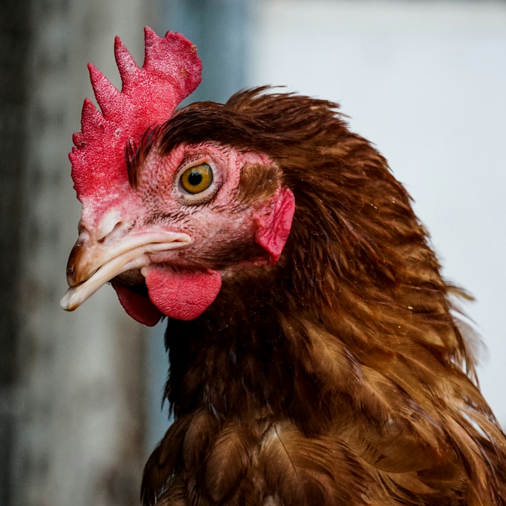 brown and red chicken head